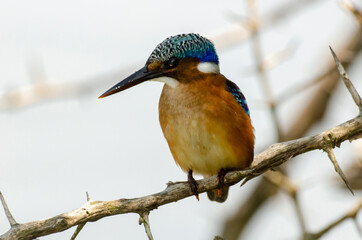 Martin pêcheur huppé,.Corythornis cristatus , Malachite Kingfisher