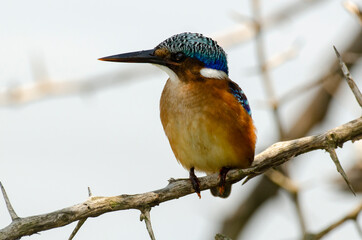 Martin pêcheur huppé,.Corythornis cristatus , Malachite Kingfisher