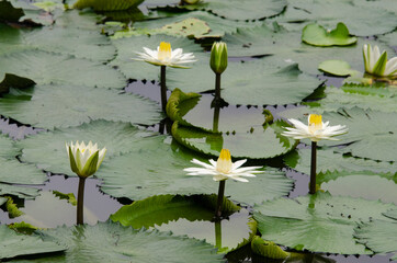 Fototapeta premium Nénuphar, Nymphaea alba