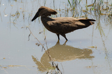 Ombrette africaine,.Scopus umbretta, Hamerkop
