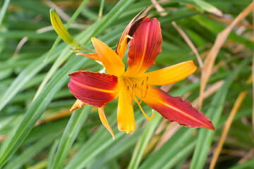 Orange and yellow tiger daylily flower in a garden during summer