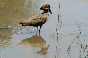 Ombrette africaine,.Scopus umbretta, Hamerkop