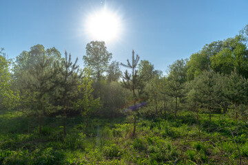 Obraz premium sun shining through trees