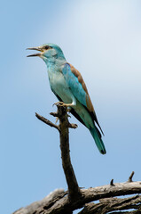 Rollier d'Europe,.Coracias garrulus, European Roller