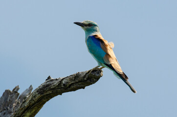 Rollier d'Europe,.Coracias garrulus, European Roller