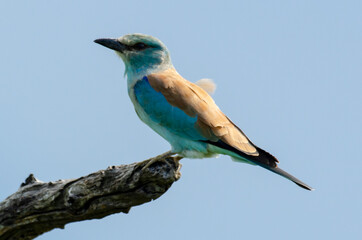 Rollier d'Europe,.Coracias garrulus, European Roller