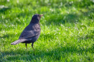 Amsel ( Turdus merula ) oder Schwarzdrossel.