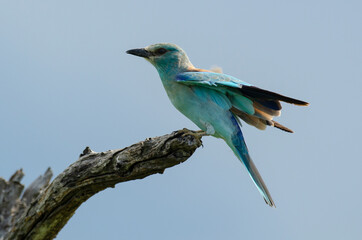Rollier d'Europe,.Coracias garrulus, European Roller