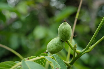 Green unripe walnut fruits at a twig