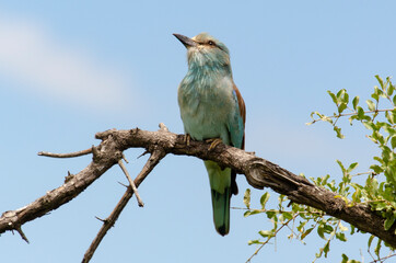 Rollier d'Europe,.Coracias garrulus, European Roller