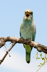 Rollier d'Europe,.Coracias garrulus, European Roller