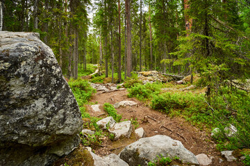 rocks in the forest path