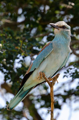 Rollier d'Europe,.Coracias garrulus, European Roller