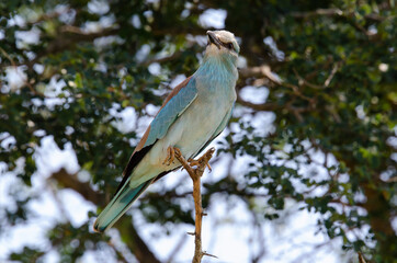 Rollier d'Europe,.Coracias garrulus, European Roller