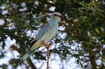 Rollier d'Europe,.Coracias garrulus, European Roller