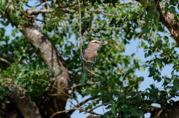 Rollier varié,.Coracias naevius, Purple Roller