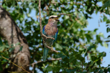 Rollier varié,.Coracias naevius, Purple Roller