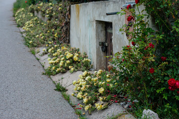Opuntia cactus with yellow flowers