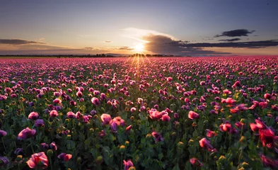 Foto op Plexiglas Bestemmingen Landscape with nice sunset over poppy field
