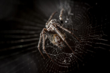 spider on the web