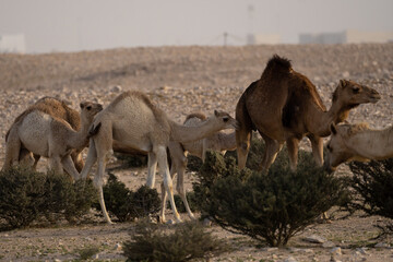 Domestic camels in Qatar's south-west