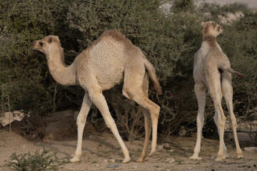Domestic camels in Qatar's south-west