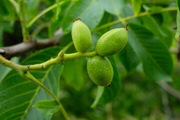 Three green walnuts at a branch