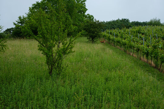 Deer at a meaow and vineyard
