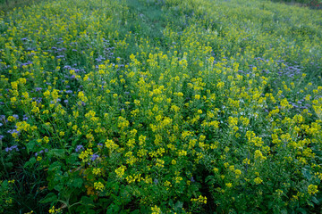 Field of rape with yellow flowers
