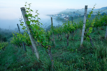 Fototapeta na wymiar Morning mist in a vineyard
