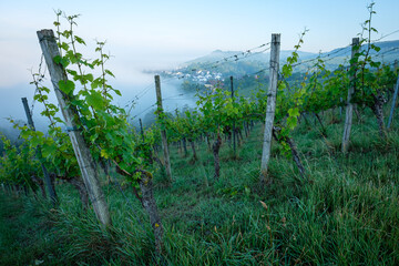 Vineyard landscape with mist and clouds