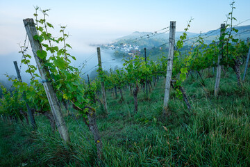 Obraz premium Vineyard landscape with mist and clouds