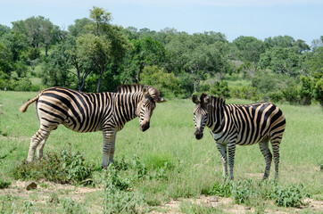 Zèbre de Burchell, Equus quagga, Parc national Kruger, Afrique du Sud