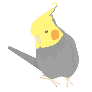 recommend clip art: オカメインコ_ノーマル