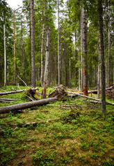 fallen trees in the forest