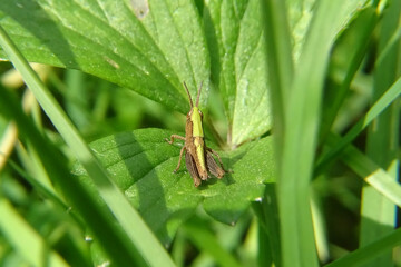 Chorthippus dorsatus