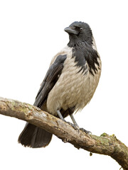 Crow on a Branch isolated on white