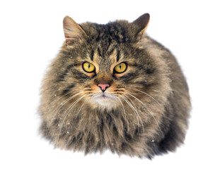 Portrait of a Cat isolated on white