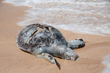 Dead turtle on shore