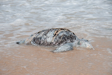 Dead turtle on shore