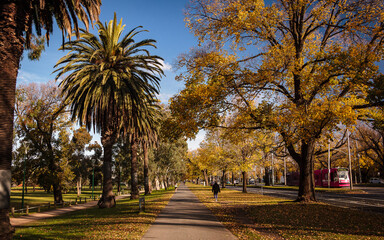 Fototapeta premium Melborune, Victoria, Australia. Beaultiful autumn day, blue sky with colorful trees and peaceful urban landscape.