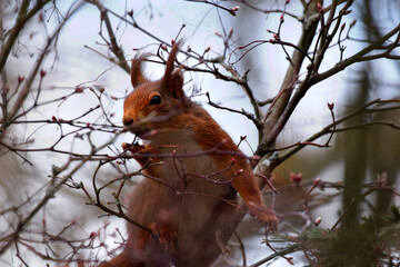 Eichh&ouml;rnchen beim Fressen