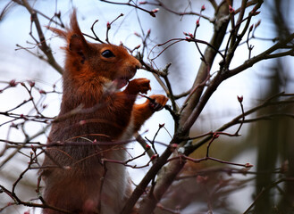 Eichh&ouml;rnchen beim Fressen