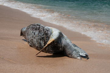 Dead turtle on shore