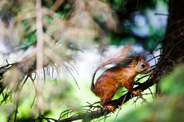 A red squirrel sits on a branch of a coniferous tree