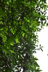 green leaves in sunlight