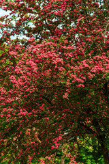 Beautiful pink blossom of hawthorn at spring