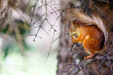 A red squirrel sits on a branch and eats