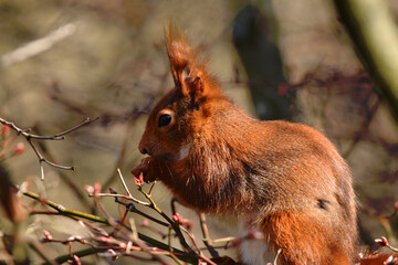 Eichh&ouml;rnchen beim Fressen