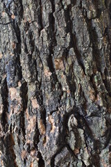 tree bark texture